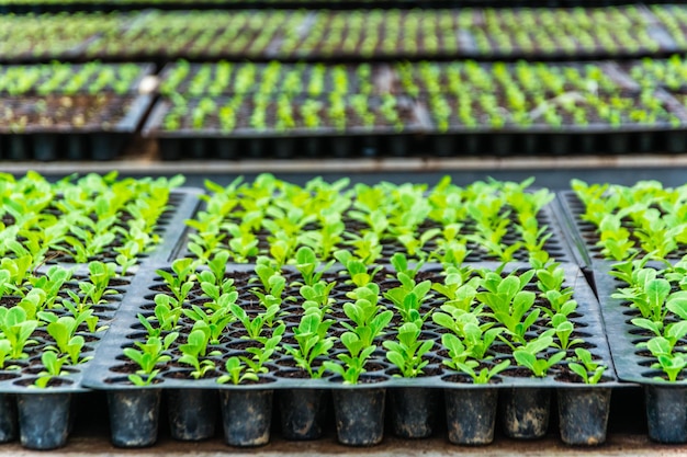 Seedlings in tray
