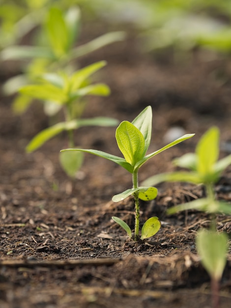 The seedlings will grow into a big tree in the future