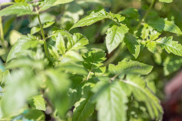 家で野菜を育てる家の窓の苗