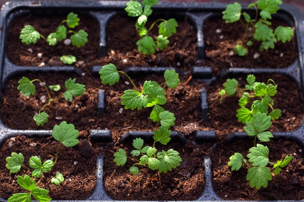 Seedlings on the windowsill strawberry seedlings closeup