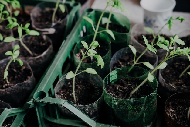 Photo seedlings with tomatoes at home on the table