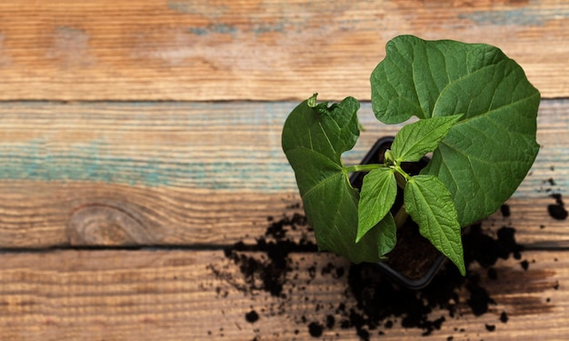 Seedlings, a young bean seedling on a wooden background with space for text. The concept of growing plants.