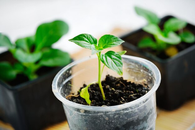 Seedlings of young green pepper closeup Small green sprouts in containers