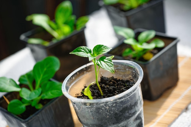 Seedlings of young green pepper closeup Small green sprouts in containers