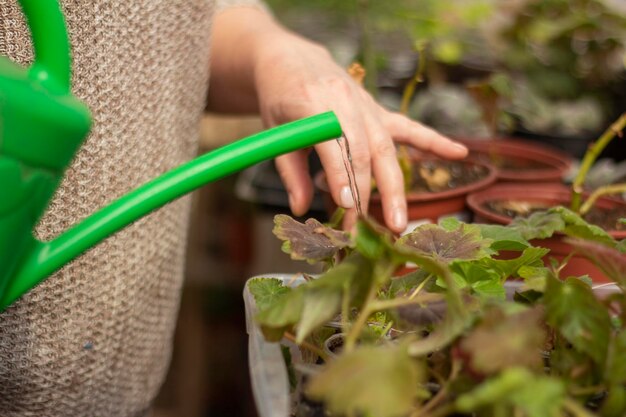 Seedlings.Young seedlings are watered from a watering can.