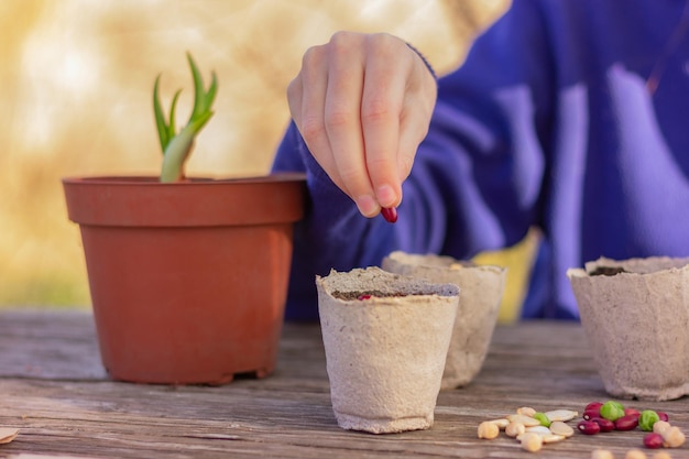 Seeds are planted in pots with soil for seedlings early spring planting gardening farming growing organic products