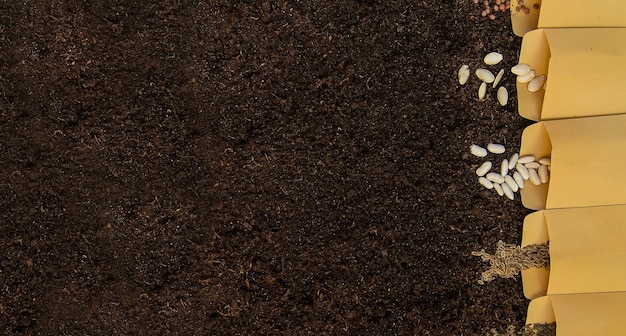 Photo seeds in bags on the soil. selective focus. nature.