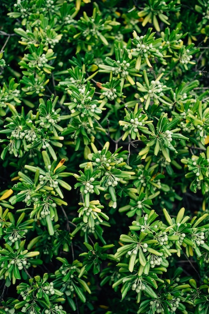 Seeds on the branches of the Pittosporum tobira bush.