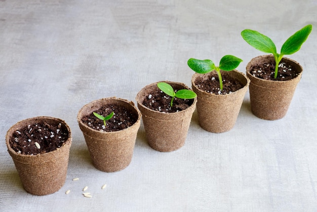 The seeds of a cucumber plant grow in a pot