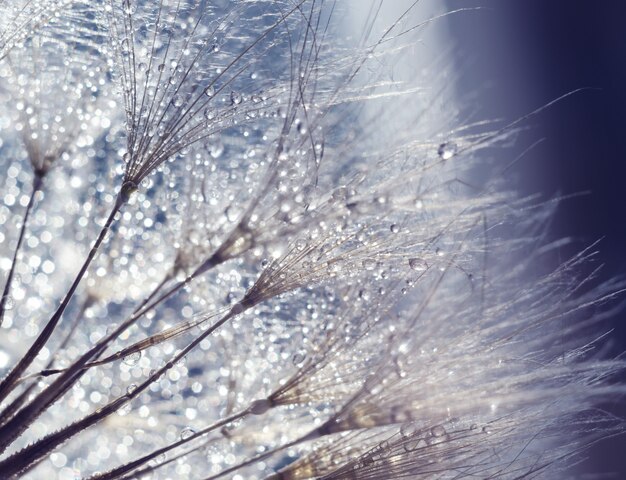 Seeds of damn beard flower, Tragopogon dubius or salsify. Abstract natural