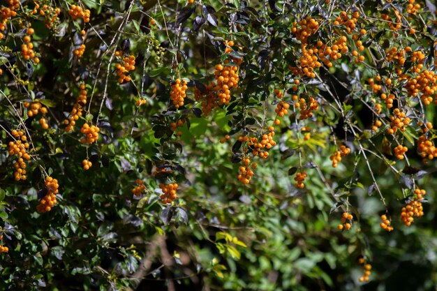 Seeds of the Duranta Erecta plant