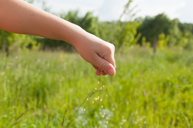 Seeds falling from a hand on green field