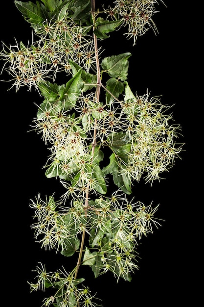 Семена плоды и листья Clematis lat Clematis vitalba L изолированы на черном фоне
