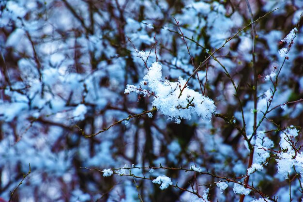 The seeds of an inflorescence of gray spirea with white snow are on a blurred gray background