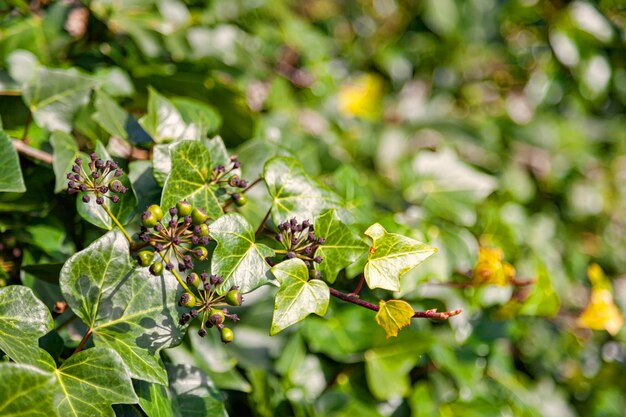 Seeds of ivy ,hedera, and helix background