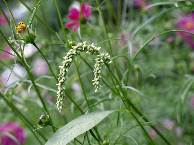 자연 배경에 무는 매듭풀 식물 폴리고눔 하이드로파이퍼의 씨앗