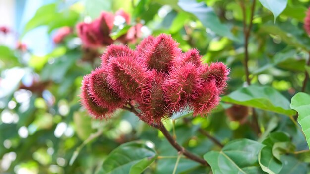 Seeds pods of Annatto lipstick tree  bixa orellana