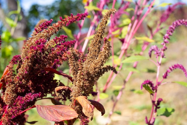 Seeds of red vegetable amaranth on a plant branch Cultivation of a bright ornamental garden plant