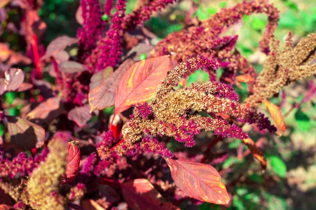 Seeds of red vegetable amaranth on a plant branch Decorative edible plant