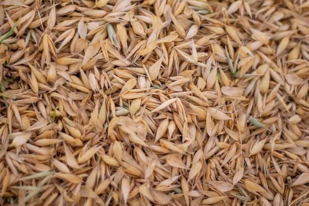 Seeds of ripe oats in the husk as a natural background