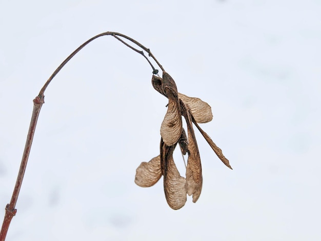 Семена клена татарского черного клена Acer tataricum под солнечным светом