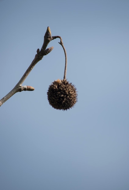 Photo seeds of the tree platanus hispanica