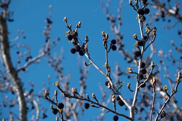 seeds of a tree in winter