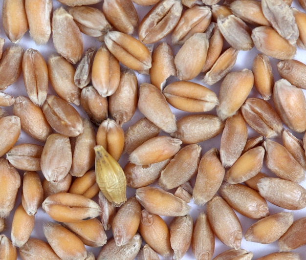 seeds of wheattop view picture