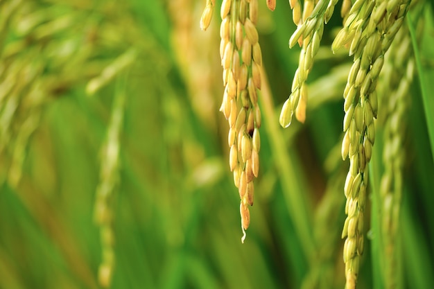 Seeds of young rice crop