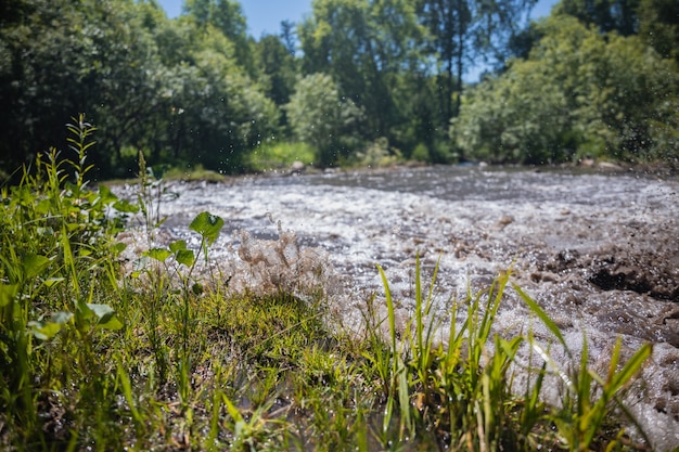 seething river in the forest in sunny weather