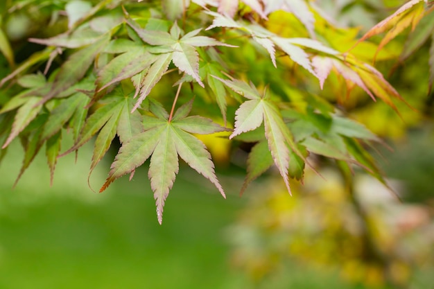 Seiryu 일본어 단풍나무 라틴어 이름 Acer palmatum Seiryu