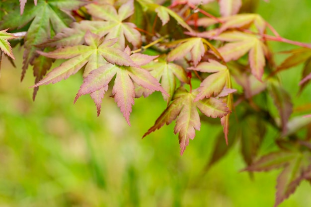 セイリュウ カエデ ラテン名 Acer palmatum セイリュウ