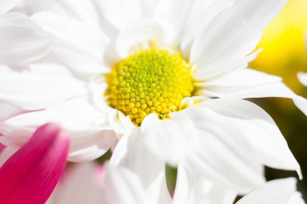 seizoen, bloemen en madeliefjes met grote bloemblaadjes en levendige kleuren, lentebeeld