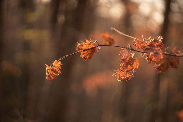 Seizoen van mooie herfstbladeren