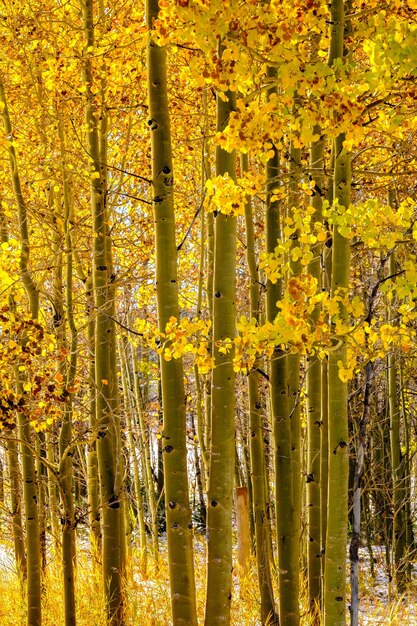 Seizoen veranderende eerste sneeuw en herfstbomen