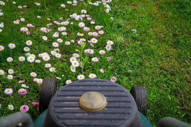 Seizoens- en tuinonderhoudsconcept met elektrische grasmaaier en sierlijke witroze lentebloemen