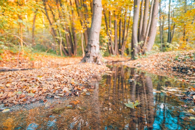 Seizoensgebonden boslandschap droom schilderachtige natuur. Prachtig natuurbos