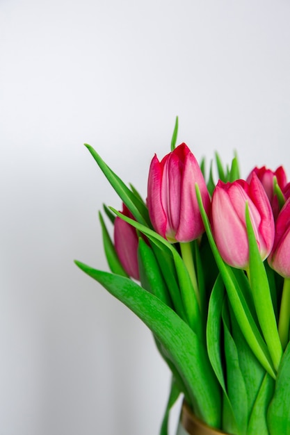 Seizoensgebonden Lentebloemen, roze tulpen op effen witte achtergrond, close-up