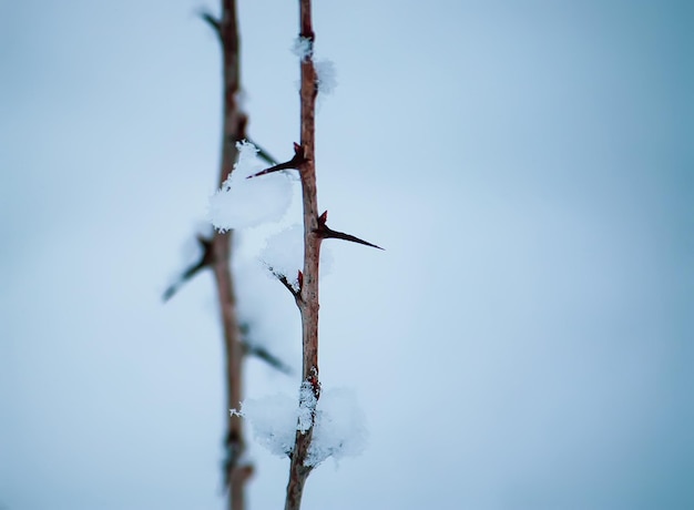 Seizoensgebonden natuur achtergrond Winter natuur details