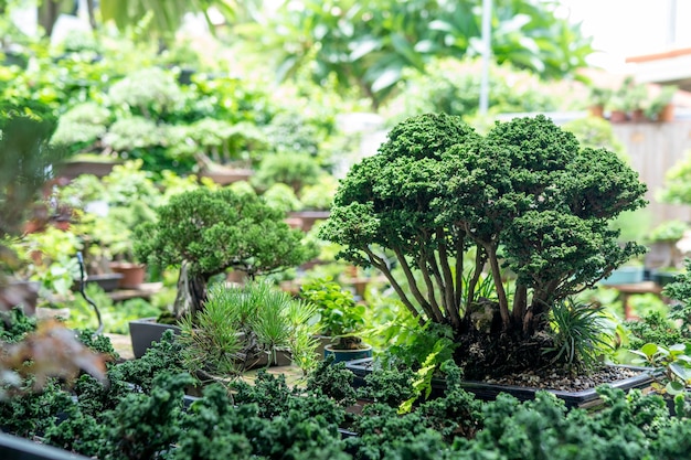 Sekka hinoki bonsai a small tree that has been shrunk down and looks like a tiny forest.