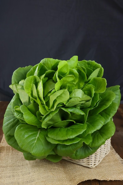 Selada Green butter lettuce vegetable isolated