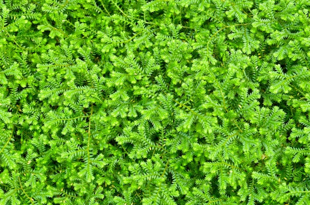 Selaginella kraussiana ( Trailing Selaginella ), Small plants with bright green leaves grown as ornamental for ground cover