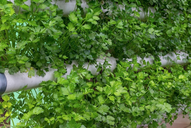 Selderijbomen gekweekt in PVC-buizen met een hydrocultuursysteem