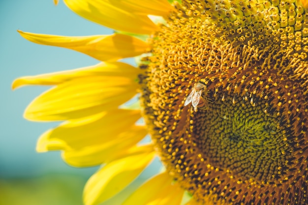 Selezioni il fuoco il polline di girasole sta fiorendo e l'ape sta alimentando in giorno pieno di sole