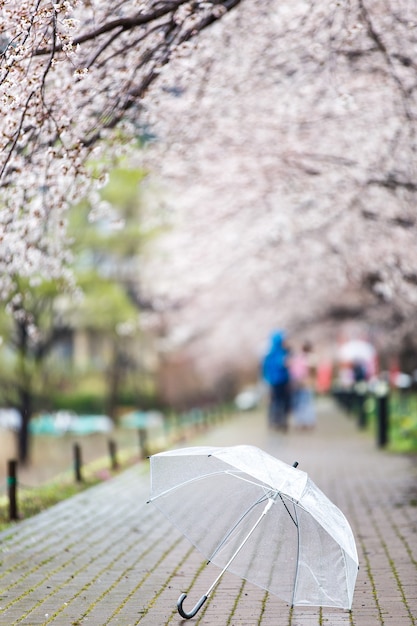 Selected focus on transparent umbrella on Cherry Blossom Path at Lake Kawaguchi