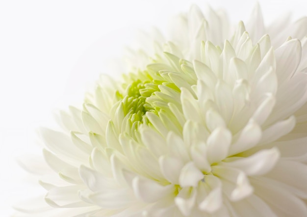 Selected sharpness Beautiful flower of delicate pure white chrysanthemum closeup Vegetable texture