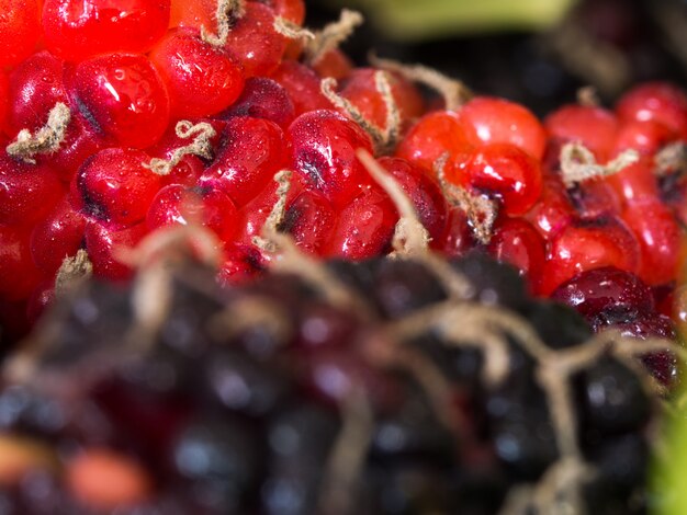 Selecteer focus van rode en paarse Mulberry de achtergrond is een groep van moerbeien.