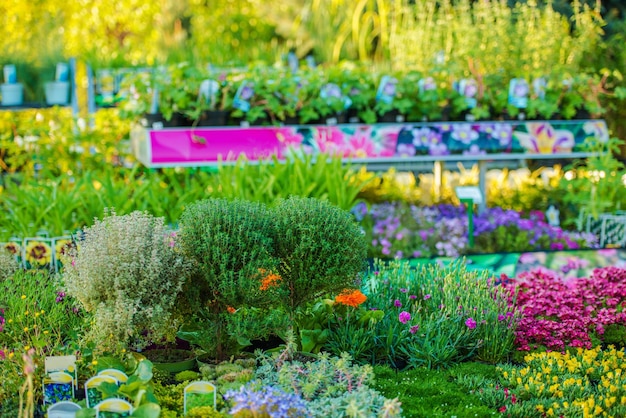 Selectie van bloemen en planten in tuinwinkel