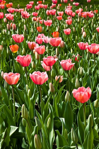 Selectie van tulpen gevuld door de zon. Alle bloemen zijn in licht veranderd