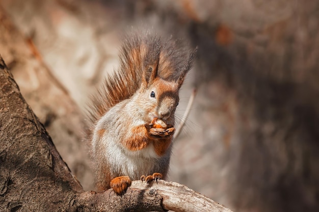 Selectief beeld van rode eekhoorns die noten eten op houten stronk